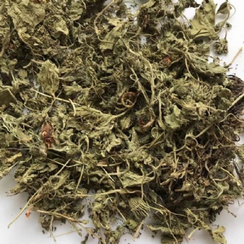 Alchemilla Japonica