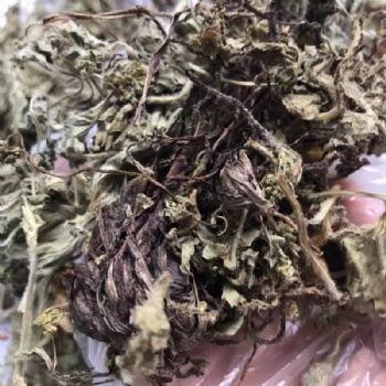 Alchemilla Japonica