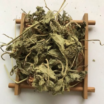 Alchemilla Japonica