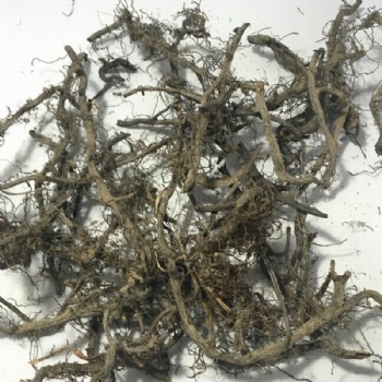 Polypodium Vulgare Roots