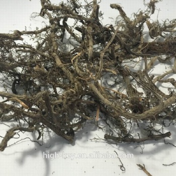 Polypodium Vulgare Roots