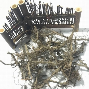 Polypodium Vulgare Roots