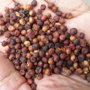 Embelia Ribes