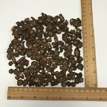 Salvia Miltiorrhiza