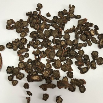 Salvia Miltiorrhiza