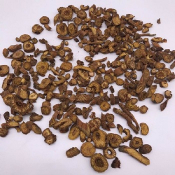 Scutellaria Baicalensis