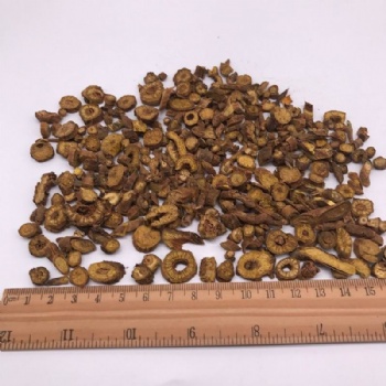 Scutellaria Baicalensis