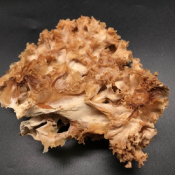 Sparassis Crispa Mushroom