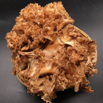 Sparassis Crispa Mushroom