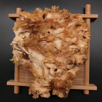 Sparassis Crispa Mushroom